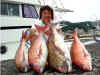 20070603_tobishimamaru_madai2.jpg (13318 oCg)