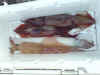 2009_oni_1_ika.jpg (24758 oCg)